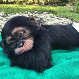 Sticker @h4s10k Monkey - 10