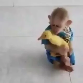 Sticker @h4s10k Monkey - 11