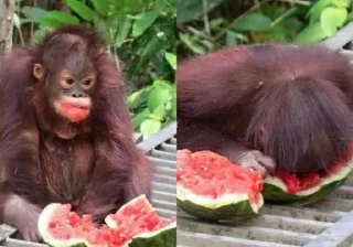 Sticker @h4s10k Monkey - 1