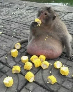 Sticker @h4s10k Monkey - 7