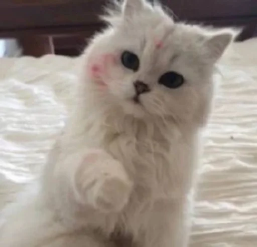 млекопитающее животное кошка