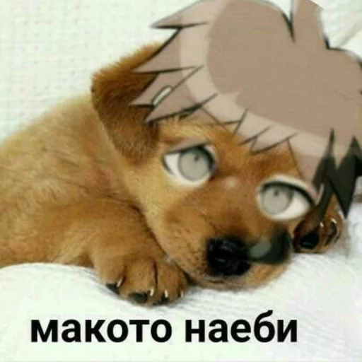 животное млекопитающее собака