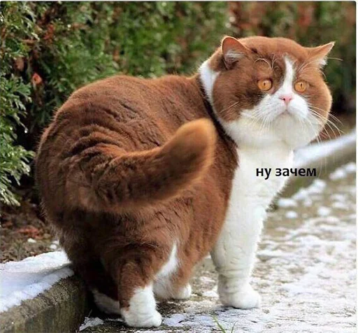 Стикер Муд: Николай - 4