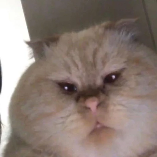 Стикер Муд: Николай - 1