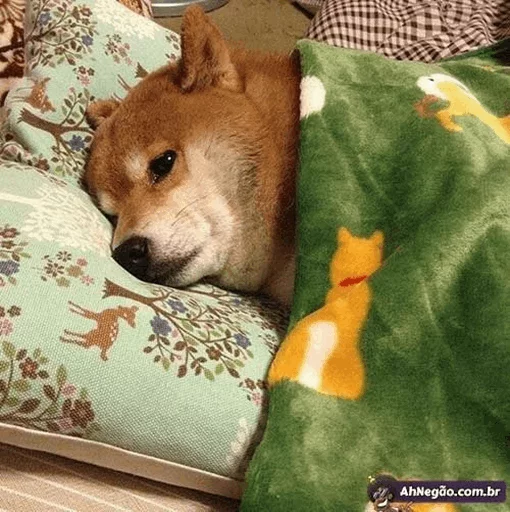 pet indoor dog breed