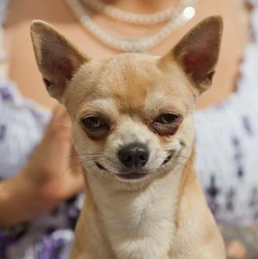 MOOD DOGS | @HOLYPULPFICTION - 