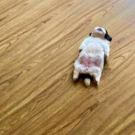 Sticker MOOD DOGS | @HOLYPULPFICTION - 11