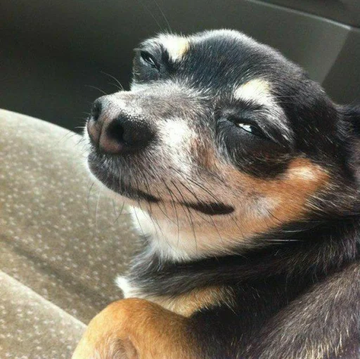 Sticker MOOD DOGS | @HOLYPULPFICTION - 10