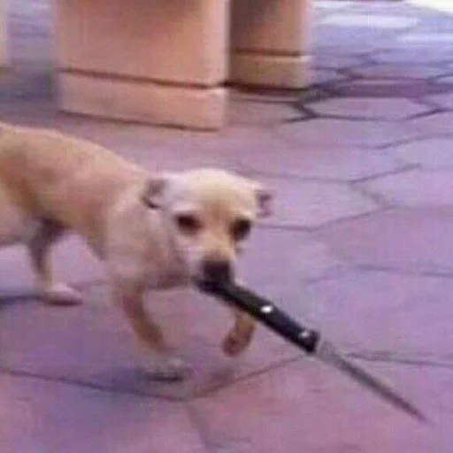 Sticker MOOD DOGS | @HOLYPULPFICTION - 9