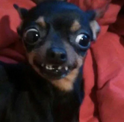 Sticker MOOD DOGS | @HOLYPULPFICTION - 8