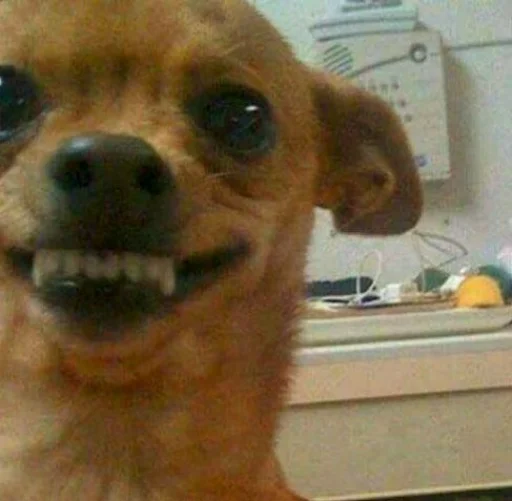 Sticker MOOD DOGS | @HOLYPULPFICTION - 6