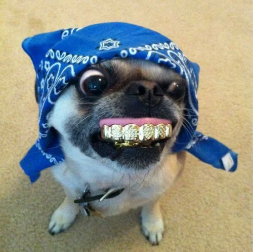 Sticker MOOD DOGS | @HOLYPULPFICTION - 1