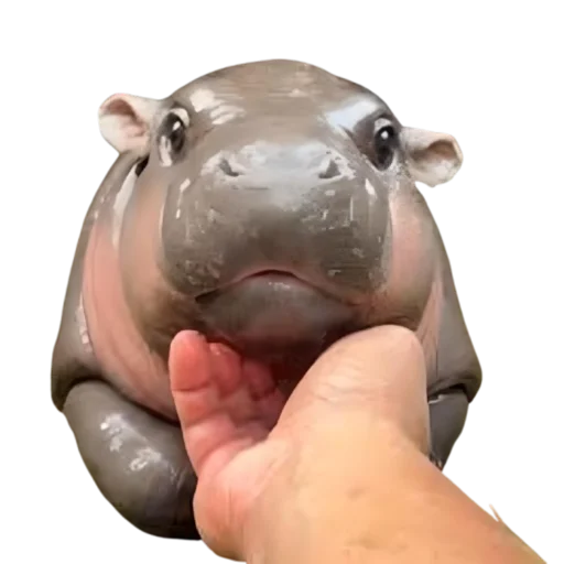 MOODENG @moodengethcto - 