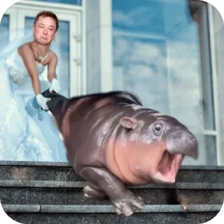 Стикер MOODENG @moodengethcto - 0