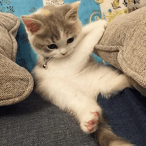 animal mammal small to medium-sized cats