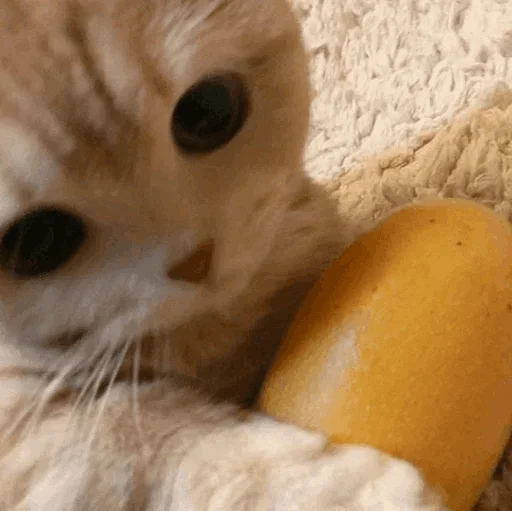 cat animal small to medium-sized cats