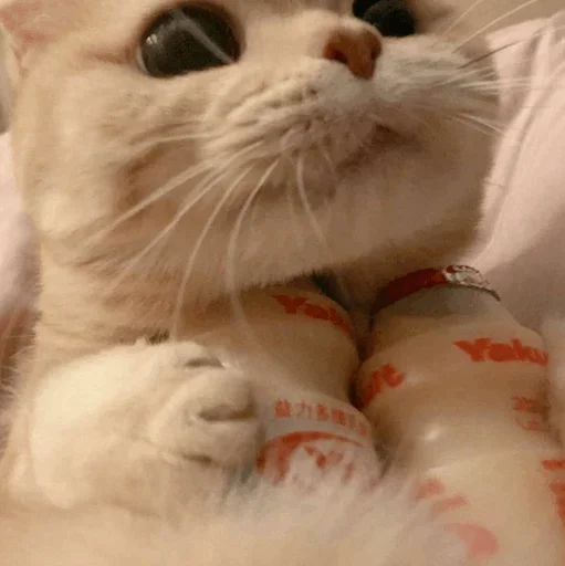 small to medium-sized cats animal felidae