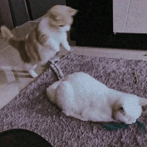 animal mammal indoor