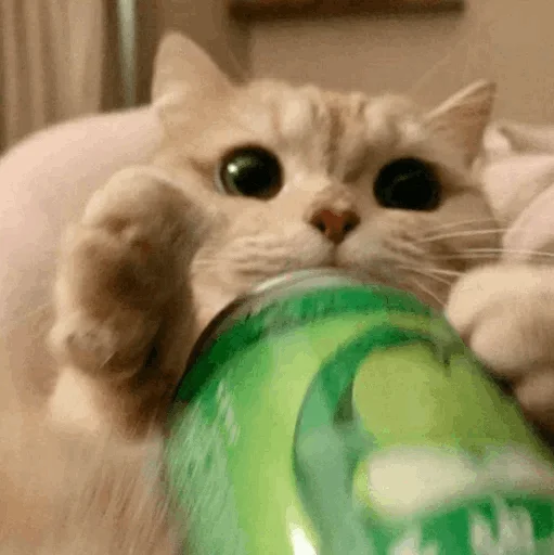 animal indoor small to medium-sized cats