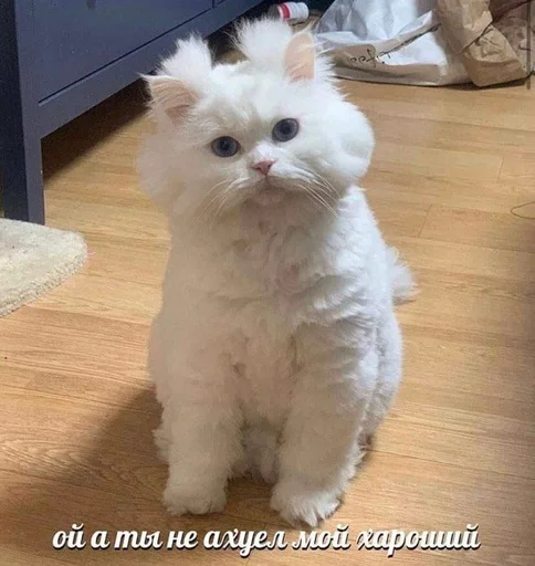 mammal animal small to medium-sized cats