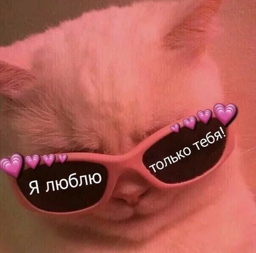 кошка аксессуар животное