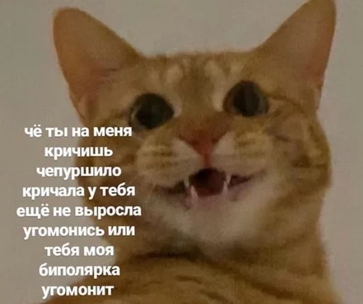 животное млекопитающее кошка