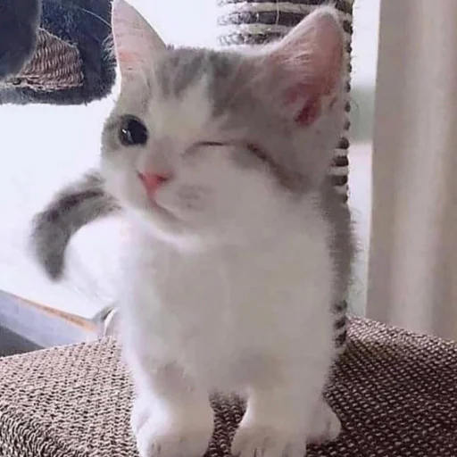 Стикер Moor1 - 1