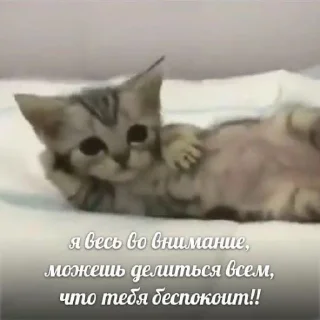 Стикер Мявк - 3