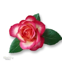 Стикер Moorche_Flowers_Win2Farsi.com - 3