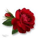 Стикер Moorche_Flowers_Win2Farsi.com - 6