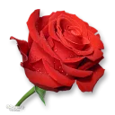 Стикер Moorche_Flowers_Win2Farsi.com - 5