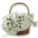 Стикер Moorche_Flowers_Win2Farsi.com - 8