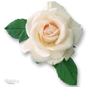 Стикер Moorche_Flowers_Win2Farsi.com - 0