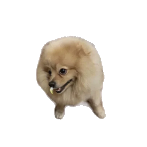 Стикер Mopsihii - 1