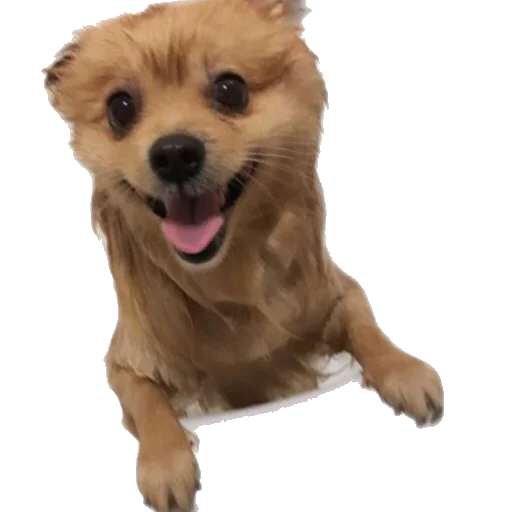 Sticker Mopsihii - 1