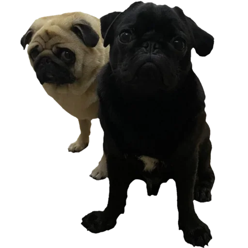 animal mammal dog breed