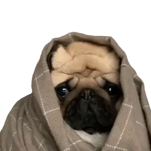 animal mammal pug