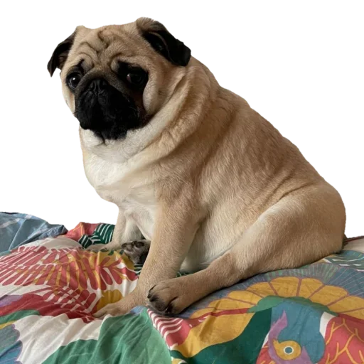 animal pet dog breed