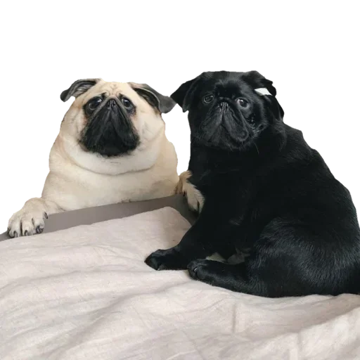 animal dog dog breed