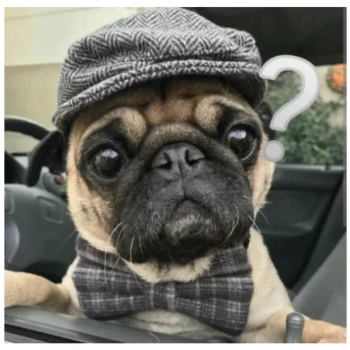 Стикер MopsyLudshie - 1