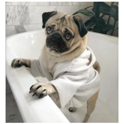 Стикер MopsyLudshie - 1