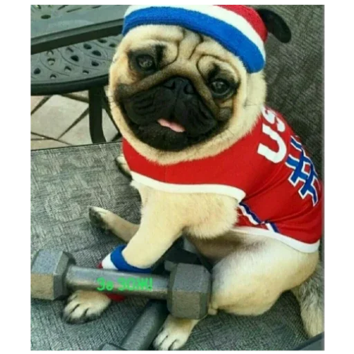 Стикер MopsyLudshie - 1