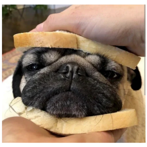 Стикер MopsyLudshie - 1