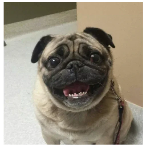 Стикер MopsyLudshie - 1