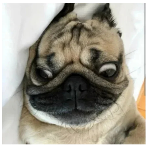 Мопсы лудшие - 