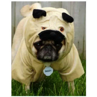 Sticker Мопсы лудшие - 8