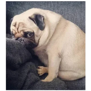 Sticker Мопсы лудшие - 9