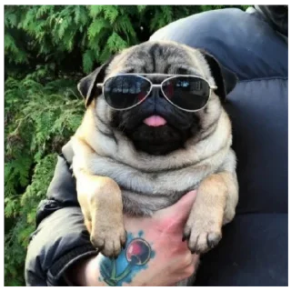 Sticker Мопсы лудшие - 3