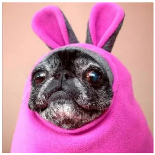 Sticker Мопсы лудшие - 4