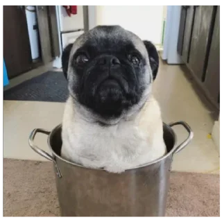 Sticker Мопсы лудшие - 10